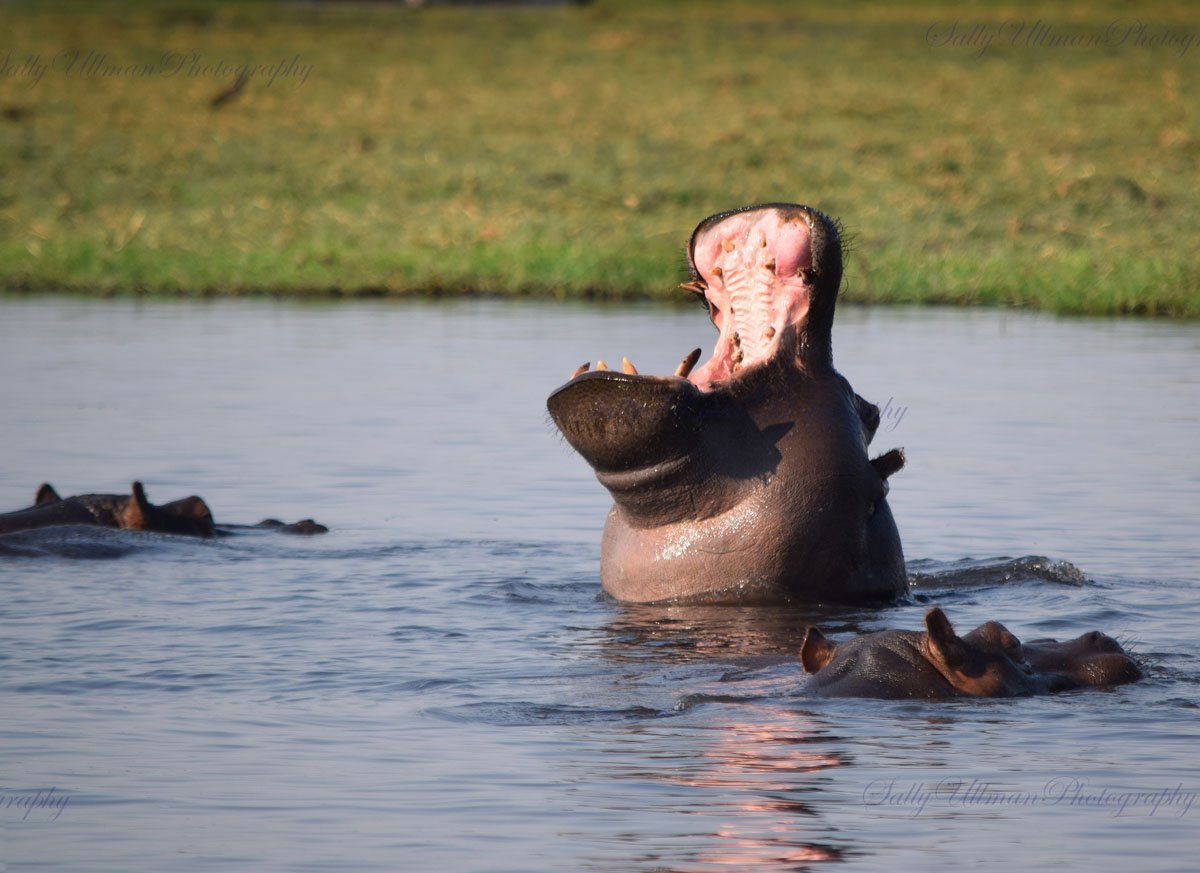 Hippo Warning