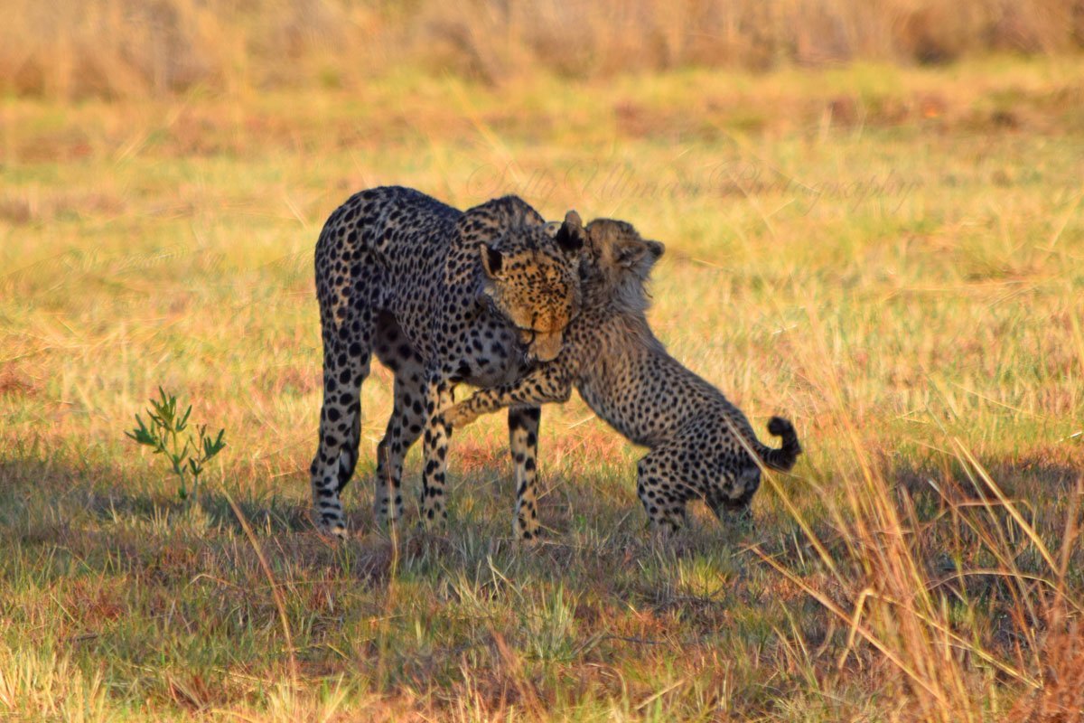 Cheetah Mom And Cub