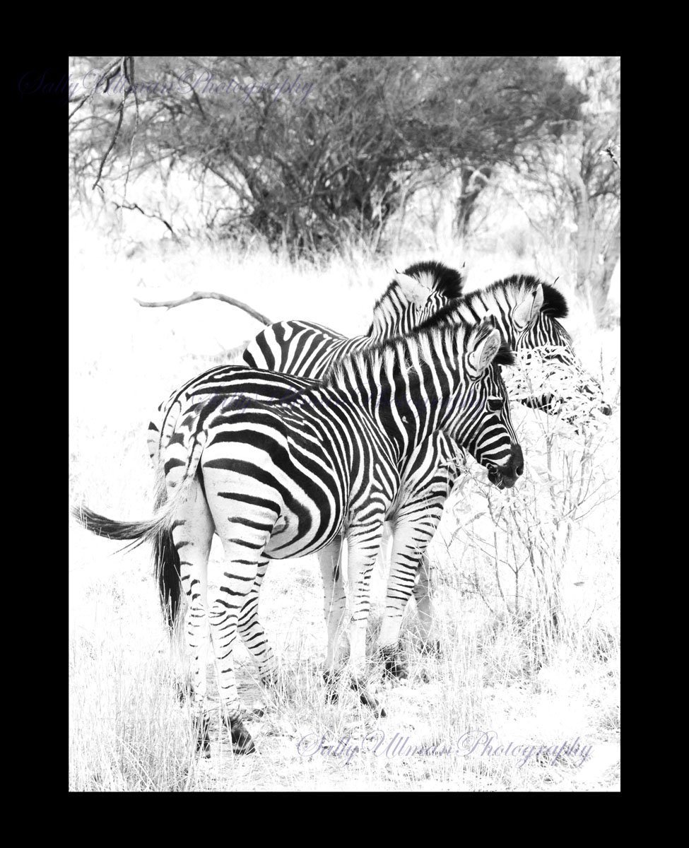 Zebra Black And White